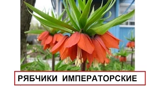 Императорские рябчики. Посадка и уход