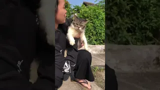 Cerita kucing yang tidak lupa pada pemilik lamanya "Moki"