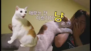 고양이가 너무 귀여워서 깨물어줬더니......