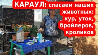 Супер средства от мошек и комаров для кур и кроликов// Нешуточная борьба с комарами и  не только