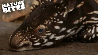 Tapir Father Could Kill Newborn Baby | The Secret Life of the Zoo | Nature Bites