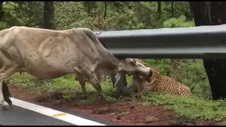 #leopard attacks cow in   sathyamangala forest/please subscribe this channel thank you