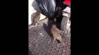 Brazen birds in bin bag bun fight