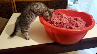 НАТУРАЛЬНЫЙ МЯСНОЙ КОРМ ДЛЯ КОШЕК СВОИМИ РУКАМИ😻 чем кормить кота, рецепт