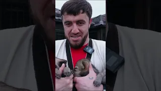Мурад Легенда с волками в Чечне #панаехали