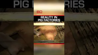 This is what it’s really like when pigs are farmed in cages | 60 Minutes Australia