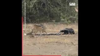 Python Vs Honey Badger Vs Jackal