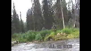 GRIZZLY VS 338 MAG , TALKEETNA  ,ALASKA