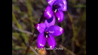 Orchids are Amazing.