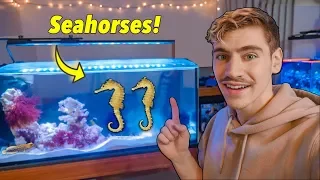 I GOT SEAHORSES! (in College) - life changing