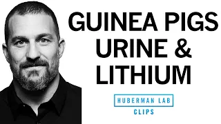 What's the History of Lithium? How Does It Treat Bipolar Disorder? | Dr. Andrew Huberman