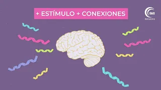 ¿Cómo aprende el cerebro del niño? 💡 Introducción a la Neurociencia y el funcionamiento del cerebro