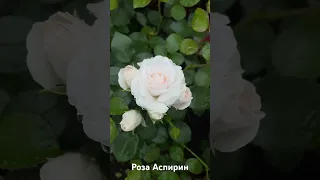 Роза аспирин / rose Aspirin