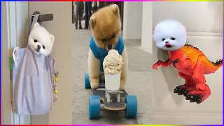 Funny and Cute Dog Pomeranian 😍🐶| Funny Puppy Videos #254