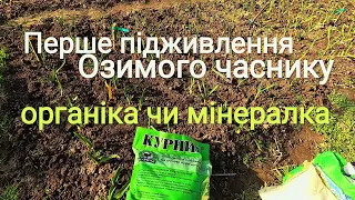 Підживлення Озимого часнику | Органічні чи мінеральні добрива?