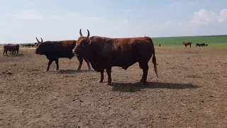 Калмыцкий бык!