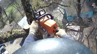 STIHL MS250 против акации