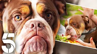 The Dog Who Steals Everyone's Food | Dogs Behaving (Very) Badly | Channel 5