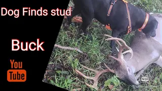 Tracking giant 10pt with a dog!!  Tracking wounded deer with dog!! 146 inch deer!!
