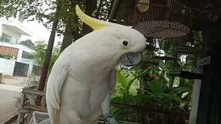 burung Kaka tua buperan