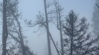 Shooting grouse with a Burgess shotgun