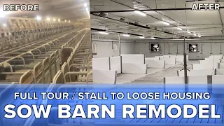 Pig Barn Remodel for Loose Sow House and Electronic Sow Feeding - Full Tour and Walkthrough