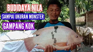 ayo bikin ikan nila jadi ukuran monster,,,caranya gampang