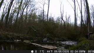 Trail Cam Animals: Blue Heron Walking In Creek