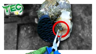 EXTRACTING SHARP OBJECT in cow's foot | TEC TV