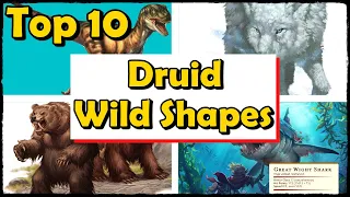 Top 10 Best Druid Wild Shapes in DnD 5E (CR 1 and Lower)