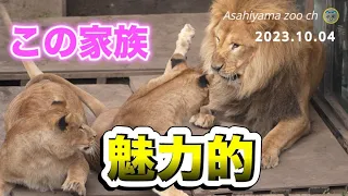 【旭山動物園ライオン】オリトファミリーの魅力！今日も癒されました