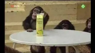Ook dat nog - apen bananenvla test