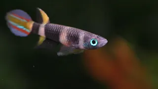 The Complete Guide To The Rocket Killifish / Clown Killifish