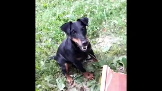 Собака киллер #ягдтерьер #killer #собака #dog #охота