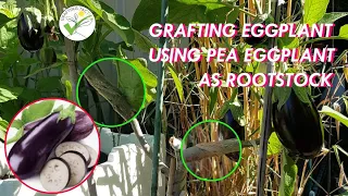 HOW TO GRAFT FRUIT TREES  "GRAFTING EGGPLANT ON PEA EGGPLANT"  कैसे बैंगन को ग्राफ्ट करें | 如何嫁接茄子