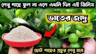 শীতেও ফলবে গাছ ভর্তি লেবু মাত্র ১মুঠো ভাত দিয়ে|Organic fertilizer for lemon plants