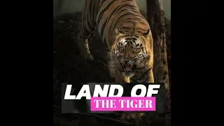 TADOBA ANDHARI TIGER RESERVE - TATR (Chandrapur)