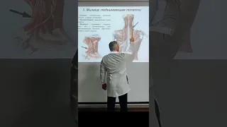 Мышца, поднимающая лопатку (m. levator scapulae) #анатомиячеловека #эдгаркафаров #анатомия