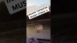 INSANE TOPWATER MUSKY STRIKE #shorts #viral #muskyfishing #fishing #musky #fish #bigfish