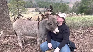 Needy donkey spoiled lol so cute!