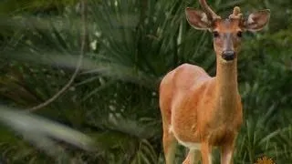 Cumberland Island: Where nature feels large