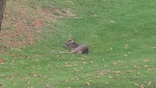 Deer with 2 broken legs gets put down by gaming officials