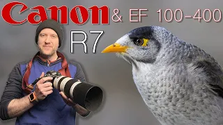 Canon R7 & EF 100-400 II: My Favourite Setup for Bird Photography