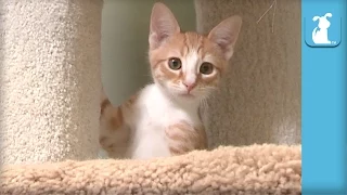 Ridiculous Kittens BOUNCE AROUND Cat Towers! - Kitten Love