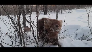 30 12 2022 Проверка капканов,новогодние соболя!