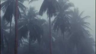 🌧️ДОЖДЬ В ТРОПИЧЕСКОМ ЛЕСУ. Звуки дождя и раскаты грома для сна