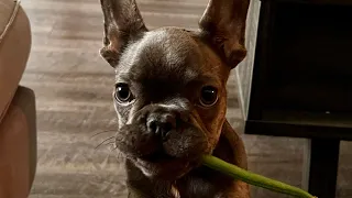 How can he eat so adorable😝#dog #doglover #frenchie #puppy #frenchbulldog #cute #funny #funnydogs