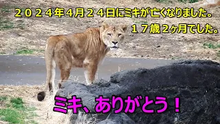 ミキ、ありがとう！　～ミキが旅立ちました～　Lion (ライオン)　多摩動物公園