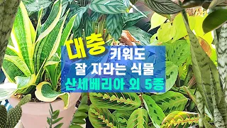 햇빛없이 실내에서 키우기 쉬운 예쁜 관엽 식물 종류,산세베리아 키우기, 칼라데아 세토사, 옥시카르디움 라임, 아글레오네마, 칼라데아 마란타,