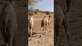 Baby camel Beautiful  video#viral #video #animals